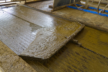 automation cleaning of faeces in dairy farm, agriculture industry.