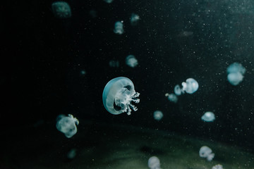 méduses à travers la vitre d'un aquarium