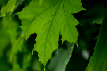 Green maple leafs hanging off a tree