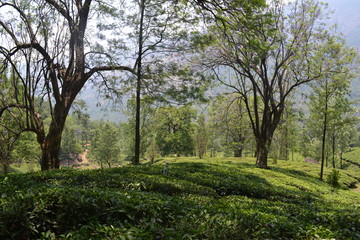 trees in munnar
