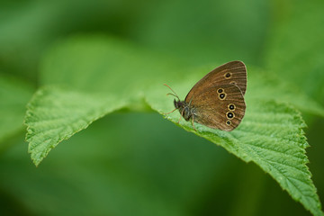 Brauner Waldvogel (Aphantopus hyperantus)	