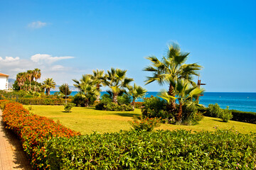 Palm trees on Playa del Penoncillo beach Torrox Costa Axarquia Andalusia Costa del Sol Spain