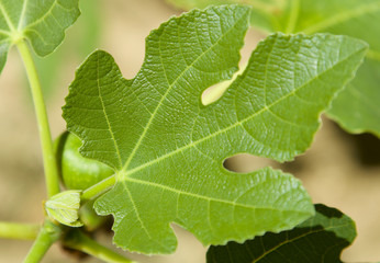 Green large fig leaves and fig fruit, shot from above, partially blurred background, free place. Top point, focus on the green succulent leaves of the fig bush. Natural fresh green eco background