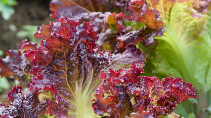 Red, green lettuce leaves close-up with blurred background. Vegetable green salad background as an illustration of healthy eating, organic farming, eco farm. Gardening background on organic plantation