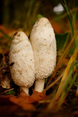Lycoperdon  ,purchawka, grzyb, © Marcin Łazarczyk