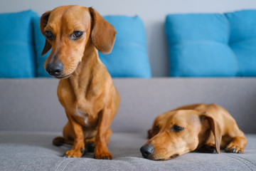 Two dachshund dogs sitting on the sofa. Pets at home.