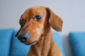 Dachshund nose close up, selective focus.Dachshund  sitting on the sofa. Pets at home.
