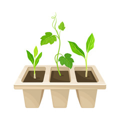 Transplant Seedlings or Young Plants Growing in Plastic Pot Vector Illustration