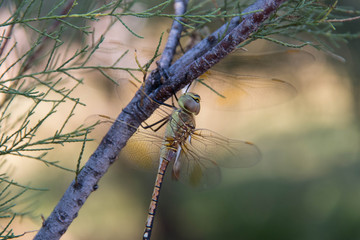dragonfly sitting on a tree branch close-up