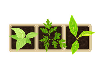 Seedling or Young Plants Growing in Plastic Pot or Box Above View Vector Illustration