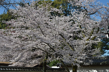 醍醐の桜