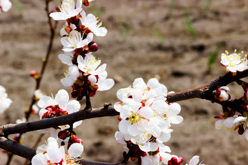 White flowers and buds of an apricot tree in spring blossom
