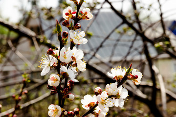 White flowers and buds of an apricot tree in spring blossom