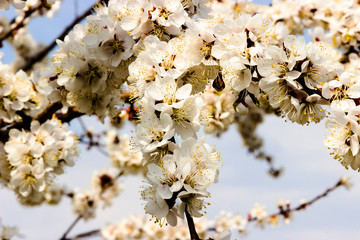 White flowers and buds of an apricot tree in spring blossom