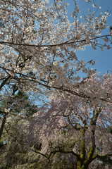 醍醐の桜