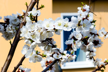 White flowers and buds of an apricot tree in spring blossom