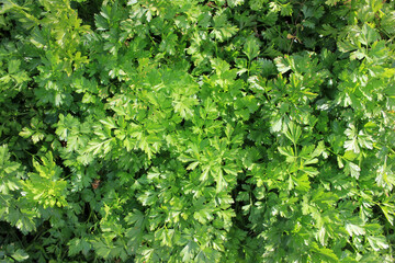 Fototapeta na wymiar Close up of green parsley growing in the herbal garden. Top view. Natural herbal background