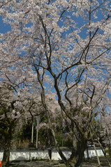 醍醐の桜