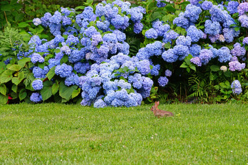 Wild bunny rabbit on green grass in the garden in front of blue hydrangea flowers