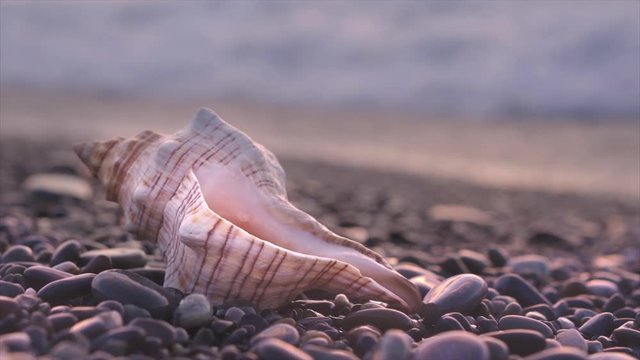 A sea shell lies on the seashore against the backdrop of sea waves during sunset