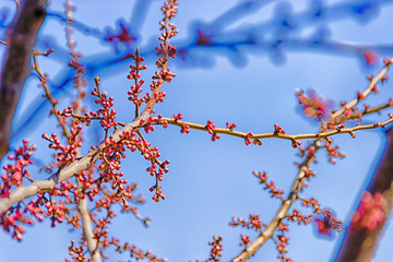 The first spring gentle leaves,