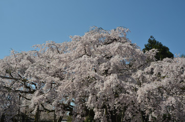 醍醐の桜