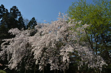 醍醐の桜