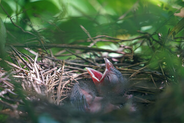 A baby cardinal bird chick in the nest