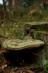 huba, Fomes fomentarius 