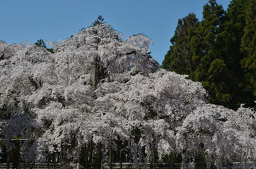 Fototapeta na wymiar 醍醐の桜
