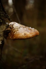 huba, Fomes fomentarius 