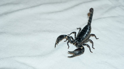 Black scorpion on a white cloth found in tropical and subtropical Asia.