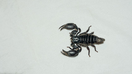 Black scorpions on white cloth are found in tropical and subtropical Asia and prefer to shelter in the rain.