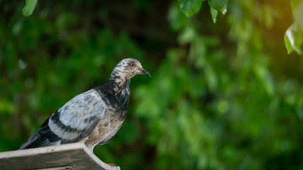 Dove perched on wood with blurred green background
