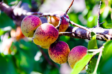 apricots on a branch
