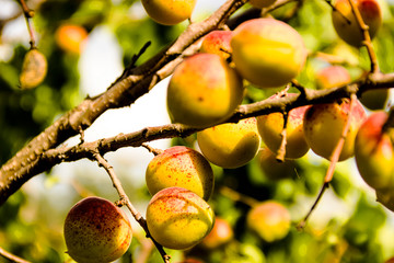 apricots on a branch