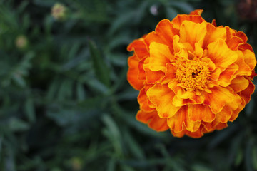 Orange marigold flowers in the summer garden.
