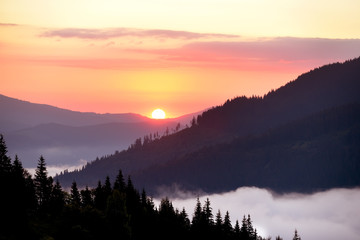 Dawn view in the mountains. Fog among the mountains, a green coniferous forest on the slopes and the sun rising from behind the mountains.