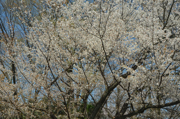 醍醐の桜