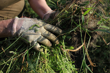 Senior woman pick up weeds in the garden. Close-up of hands in gloves holding grass. 