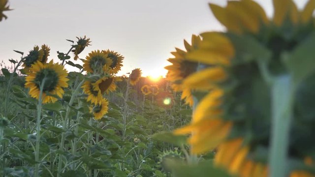 Sunflower field in the early morning at sunrise. Wonderful panoramic view 