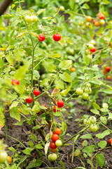 Cherry tomatoes are planted in vegetable garden, organic tomato plantation