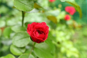 Color photograph of a small red rose in the center. Roses in the garden. Green background for project and presentation. Love and romance. Valentine's Day card.