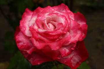 An enlarged color photograph of a large delicate pink-white rose in the center after rain. Dark green background for project and presentation. Beautiful flower with water drops. Love and romance. Vale