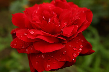 An enlarged color photograph of a large red rose after rain, centered. Dark green background for project and presentation. Beautiful flower with water drops. Love and romance. Valentine's Day card.