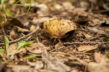 prawdziwek , grzyb,Boletus edulis