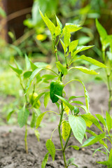 green peppers planted in a vegetable garden, on a plantation of organic peppers