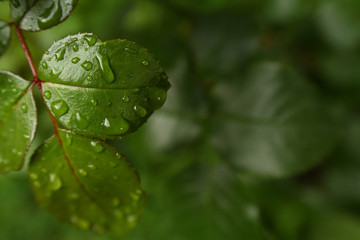 A color photograph of the leaves of a green rose on the left after rain. Water drops. Dark green background for project and presentation.