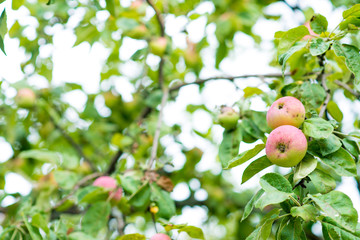 apple tree, green unripe apples on a branch, apple organic plantation