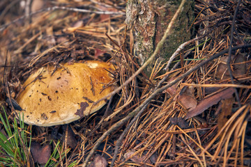 prawdziwek, Boletus edulis © Marcin Łazarczyk